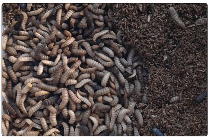 潔匠凈化·的凈工業(yè)除臭劑_黑水虻養(yǎng)殖實地設計除臭方案，工業(yè)除臭劑解決惡臭難題！