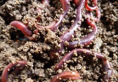 的凈工業(yè)除臭劑高效治理蚯蚓養(yǎng)殖惡臭異味大、牛糞味濃 .png