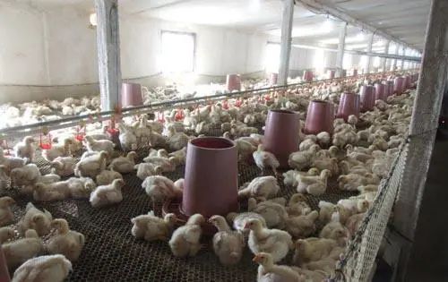 潔匠凈化·的凈工業(yè)除臭劑_養(yǎng)殖場臭氣來源有哪些？