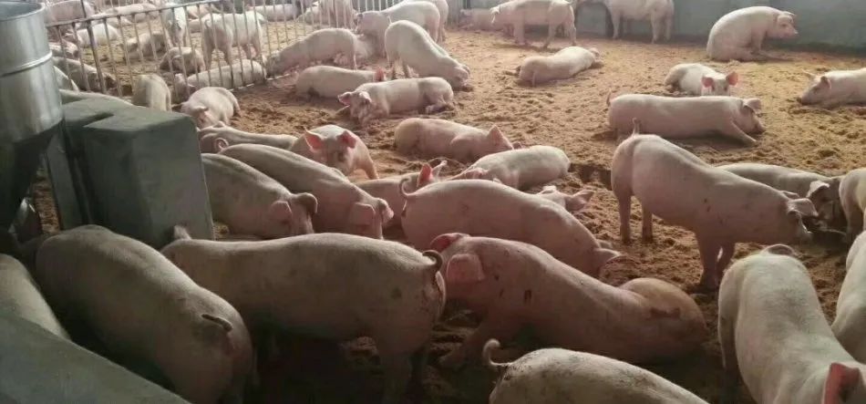 潔匠凈化·的凈工業(yè)除臭劑_養(yǎng)殖場氨氣的危害有哪些？