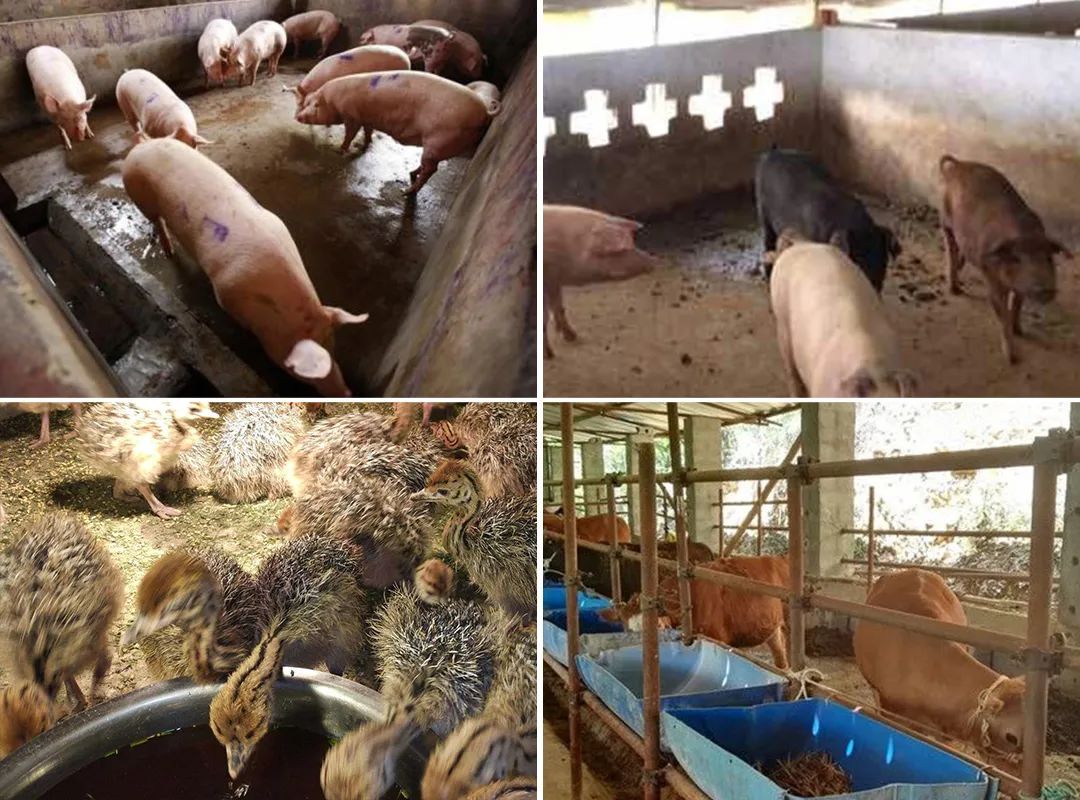 潔匠凈化·的凈工業(yè)除臭劑_夏天高溫，從今年3月底開(kāi)始，陸續(xù)有養(yǎng)豬場(chǎng)、養(yǎng)雞場(chǎng)、牛圈、羊圈等負(fù)責(zé)人反映異味太大，畜禽胃口變差，而且讓工人難受，急需除臭劑處理。幾個(gè)月過(guò)去了，根據(jù)客戶們的使用反饋，小匠整理文章，希望我們的產(chǎn)品和方案能幫助到更多企業(yè)！