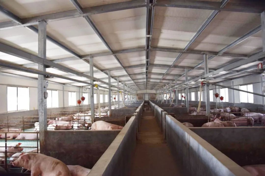 隨著氣溫逐漸升高，不少養(yǎng)豬戶反映，豬舍臭味越發(fā)濃烈。刺鼻的惡臭異味一方面會危害畜禽的健康，降低畜禽的抗病能力，容易導(dǎo)致呼吸道疾??；另外一方面還會影響飼養(yǎng)人員的身心健康，降低人體抵抗力。如何解決？小匠給大家分享6大方法。